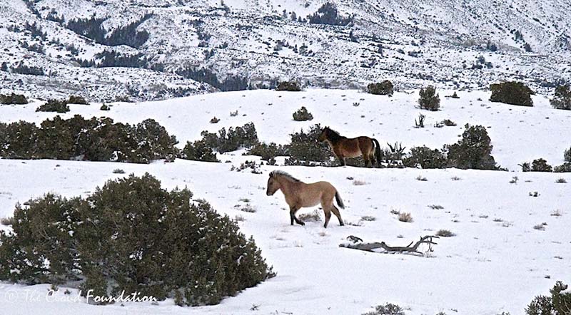  Baja's foal and Topper Two trotting away. 