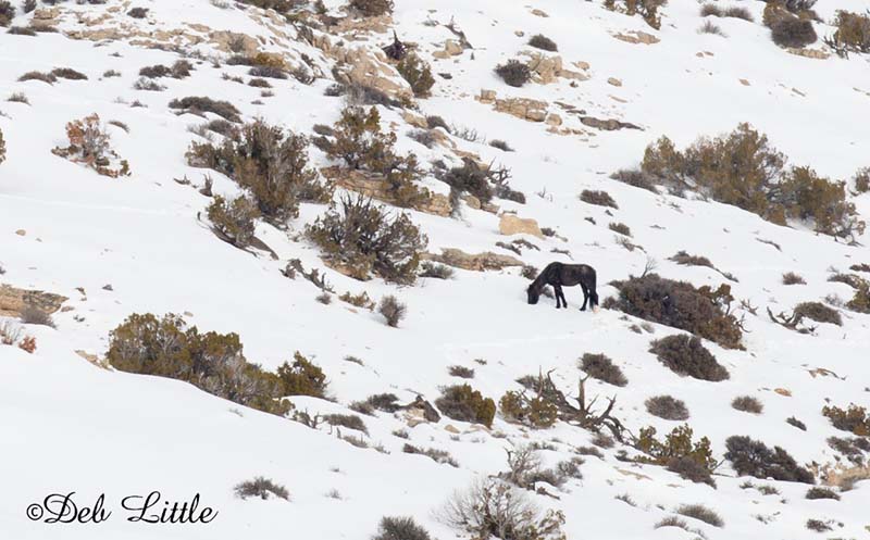  Diamond, below us and far to our left, is foraging all alone. 