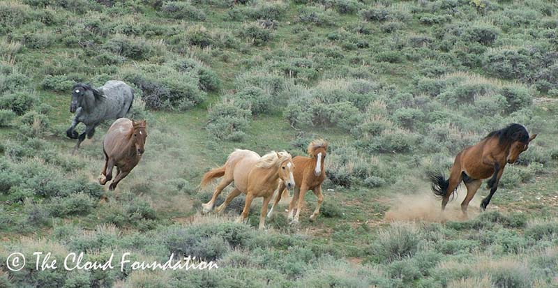  Diamond, War Bonnet (my Trace's mother), Phoenix, Missoula, and Half Moon run just for the fun of it last summer. 