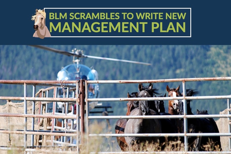 BLM drafting new wild horse & burro management plan, likely to include euthanasia