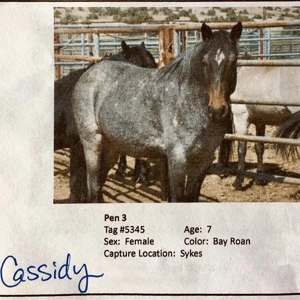 Cassidy as pictured in the 2009 sale catalog