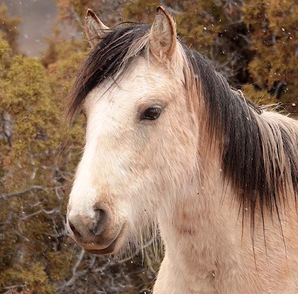 Jasmine and Ryden on Cheyenne Flats
