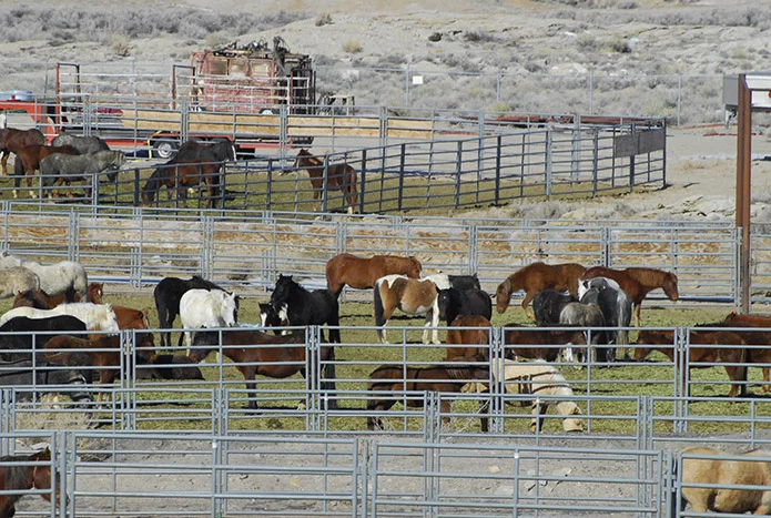 Help Us Share Ginger's Message to Save Wild Horses & Burros from Slaughter