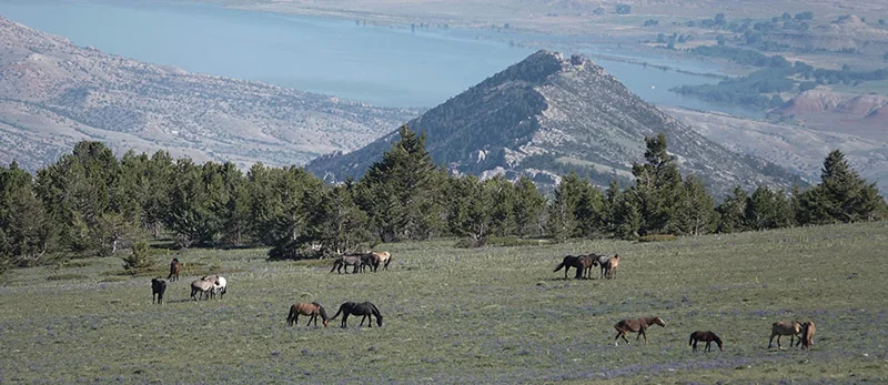 Four family bands atop the Pryor Mountains, June 2018