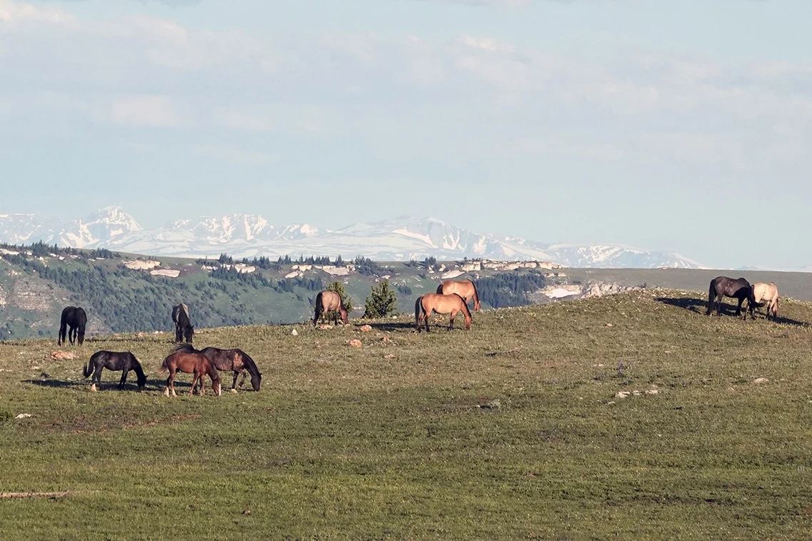 WORLD FAMOUS MUSTANG HERD UNDER ATTACK