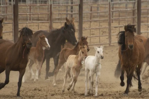 CSU PULLS OUT OF BARBARIC SPAY STUDY