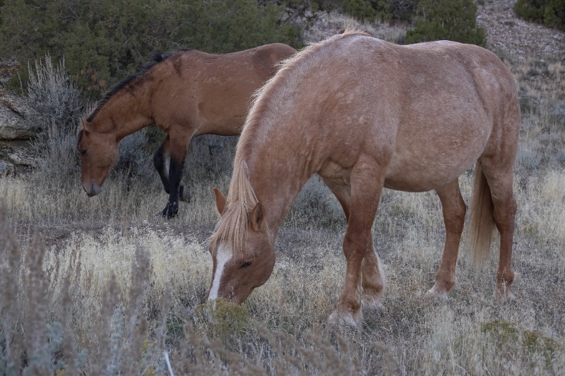 Jemez.jpg