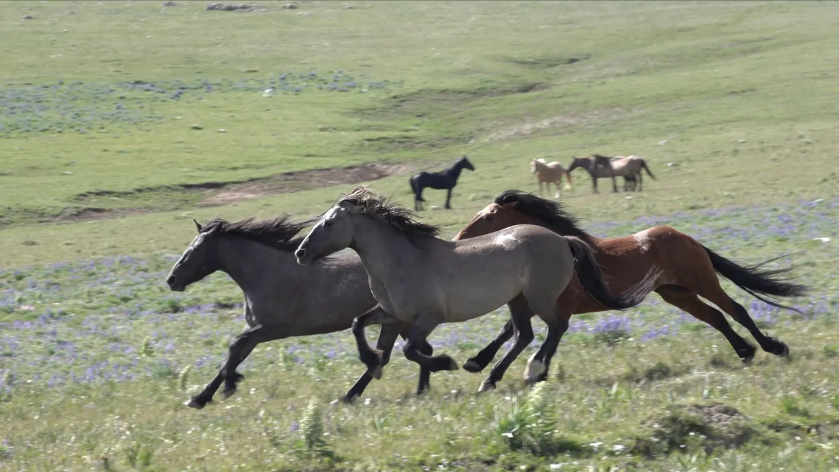 Racing to Extinction: The “Path Forward” That will Devastate our Wild Herds