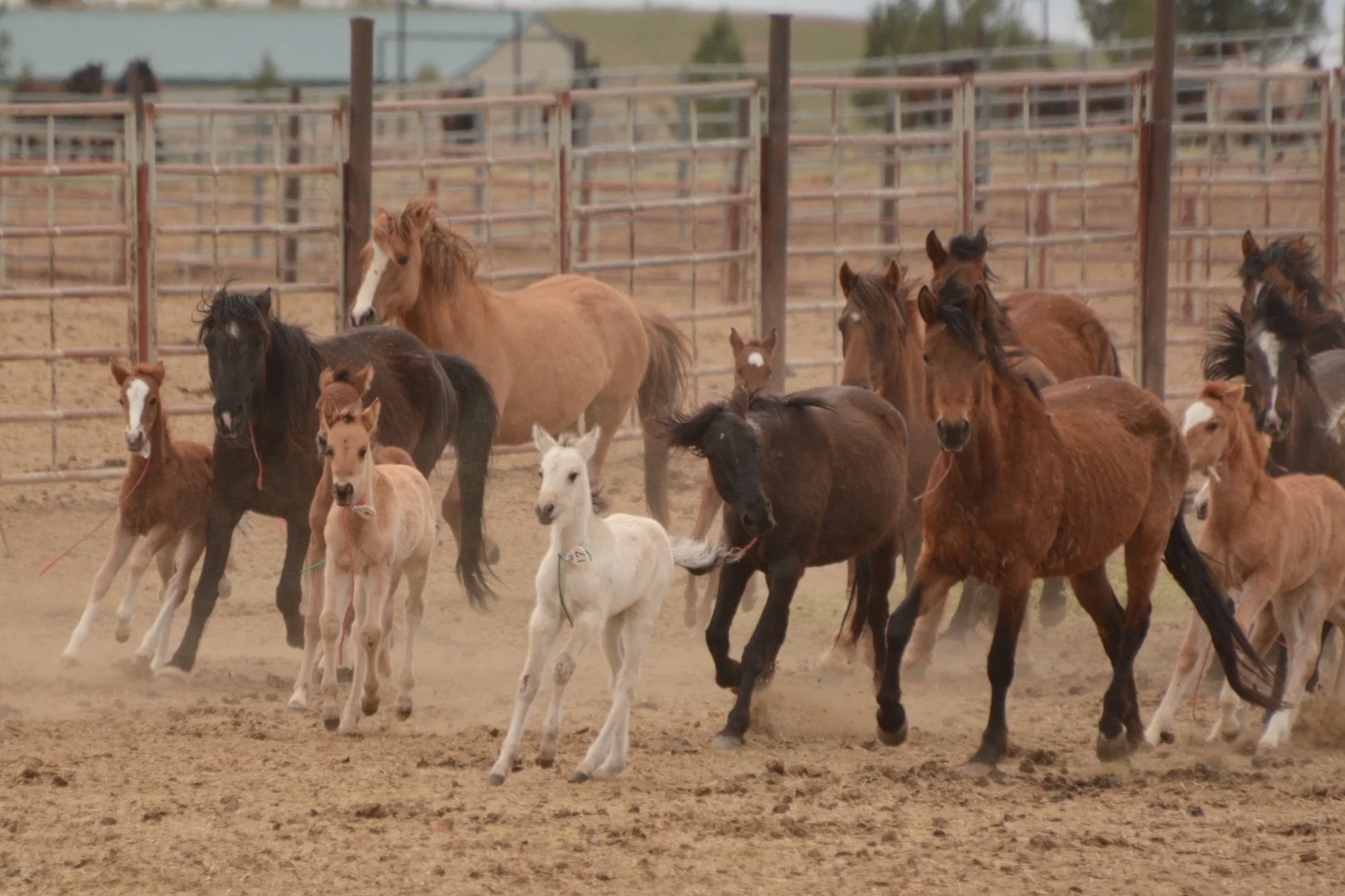 The Case Against Ovariectomy