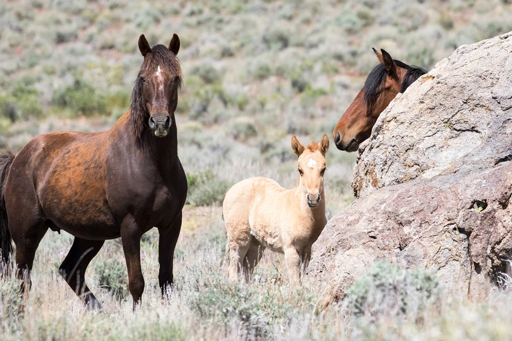  TCF travels to Reno, Nevada to join the Free-Roaming Equids and Sustainability Summit 
