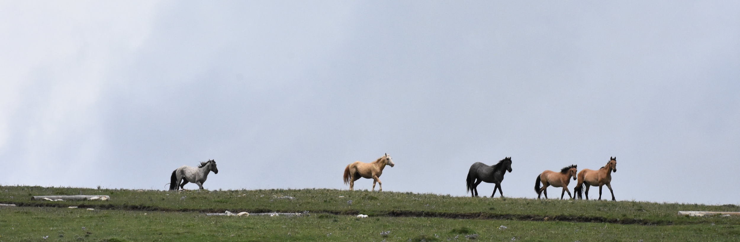 DSC_1055.jpg