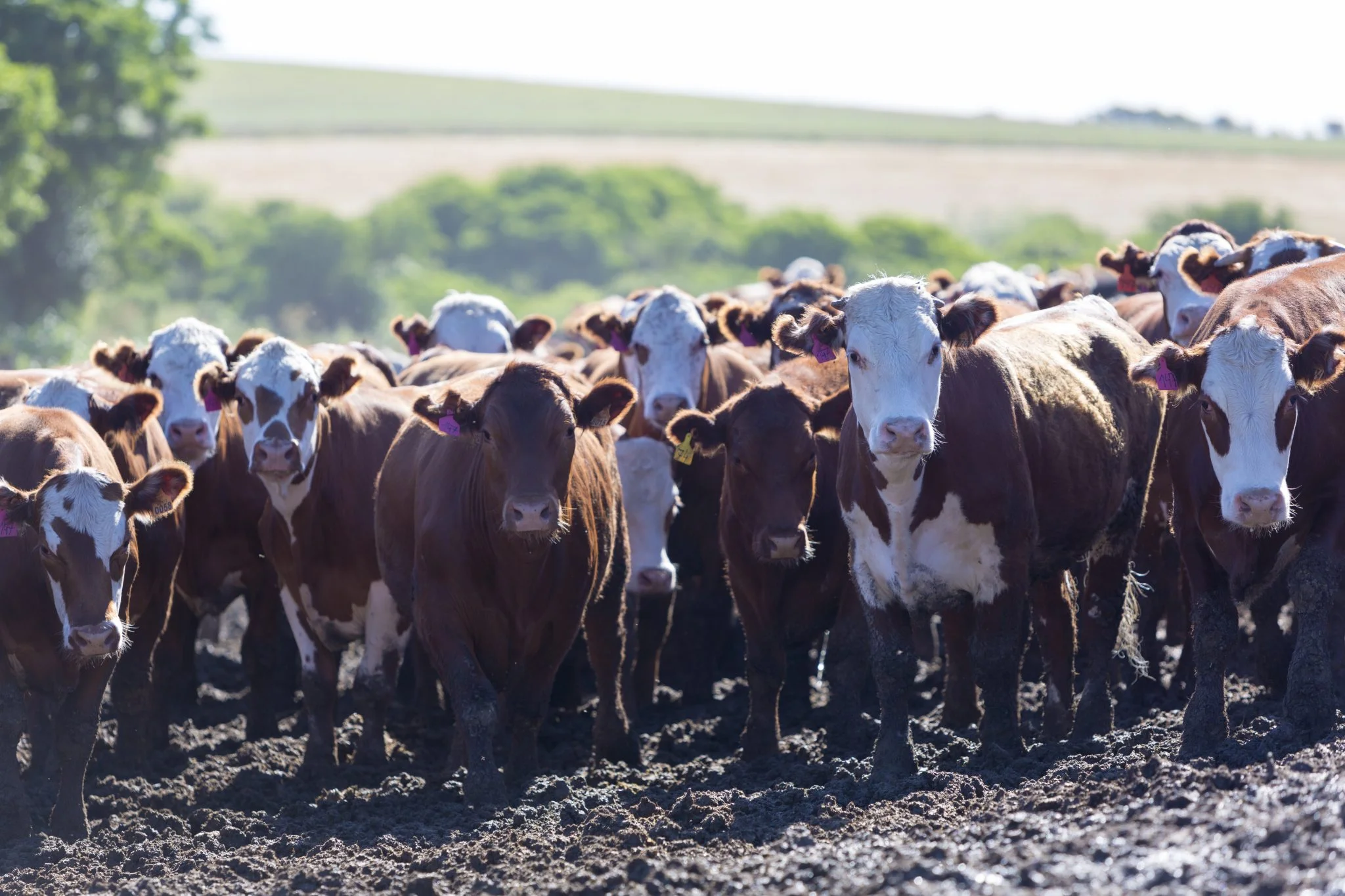 group-of-cows-in-intensive-livestock-farm-land-PG4SMWM.jpg
