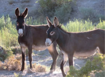 BLM and Advocacy Groups Unite to Stop Burro Killings