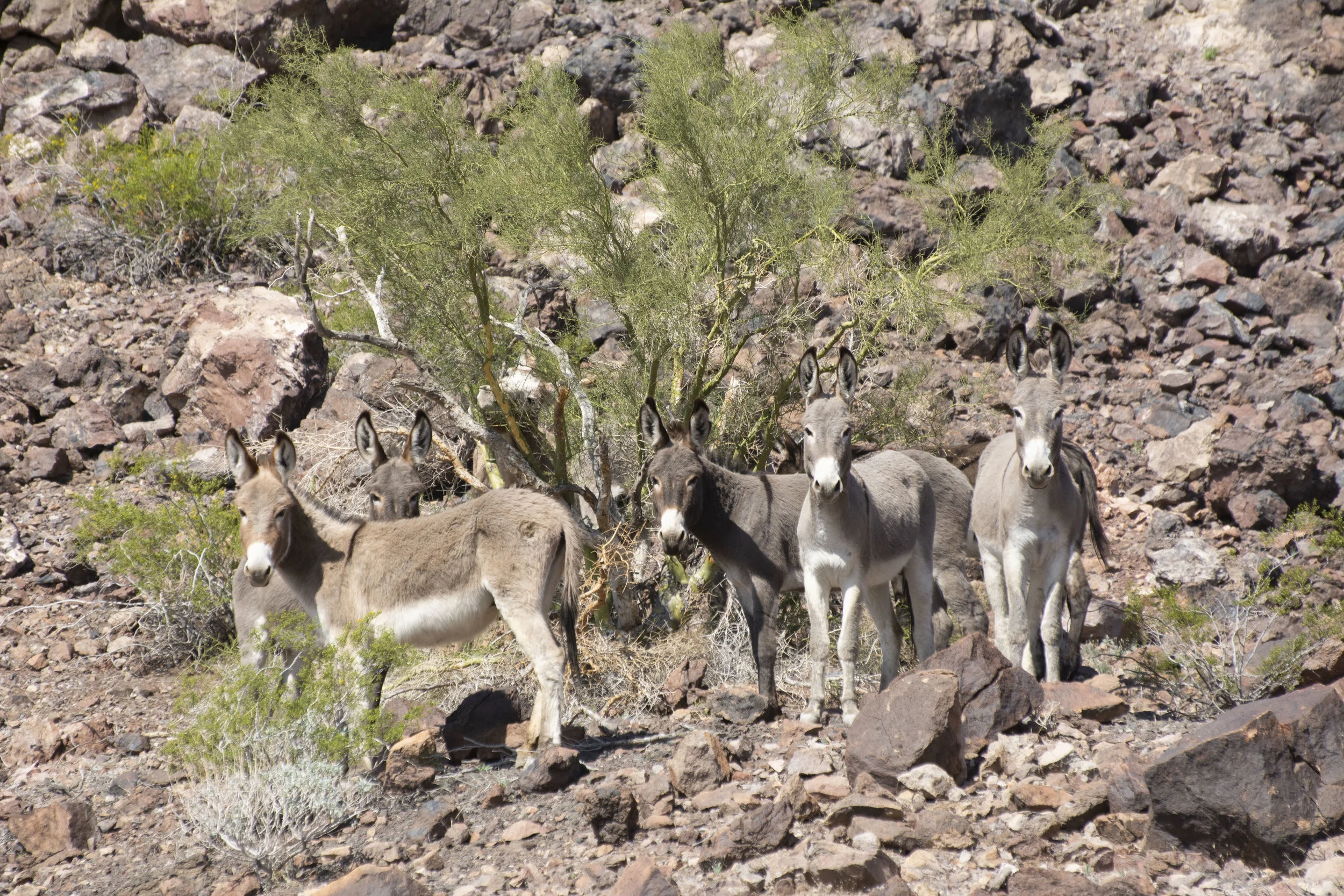 Burros of the Arizona/California desert. Photo: Ginger Kathrens