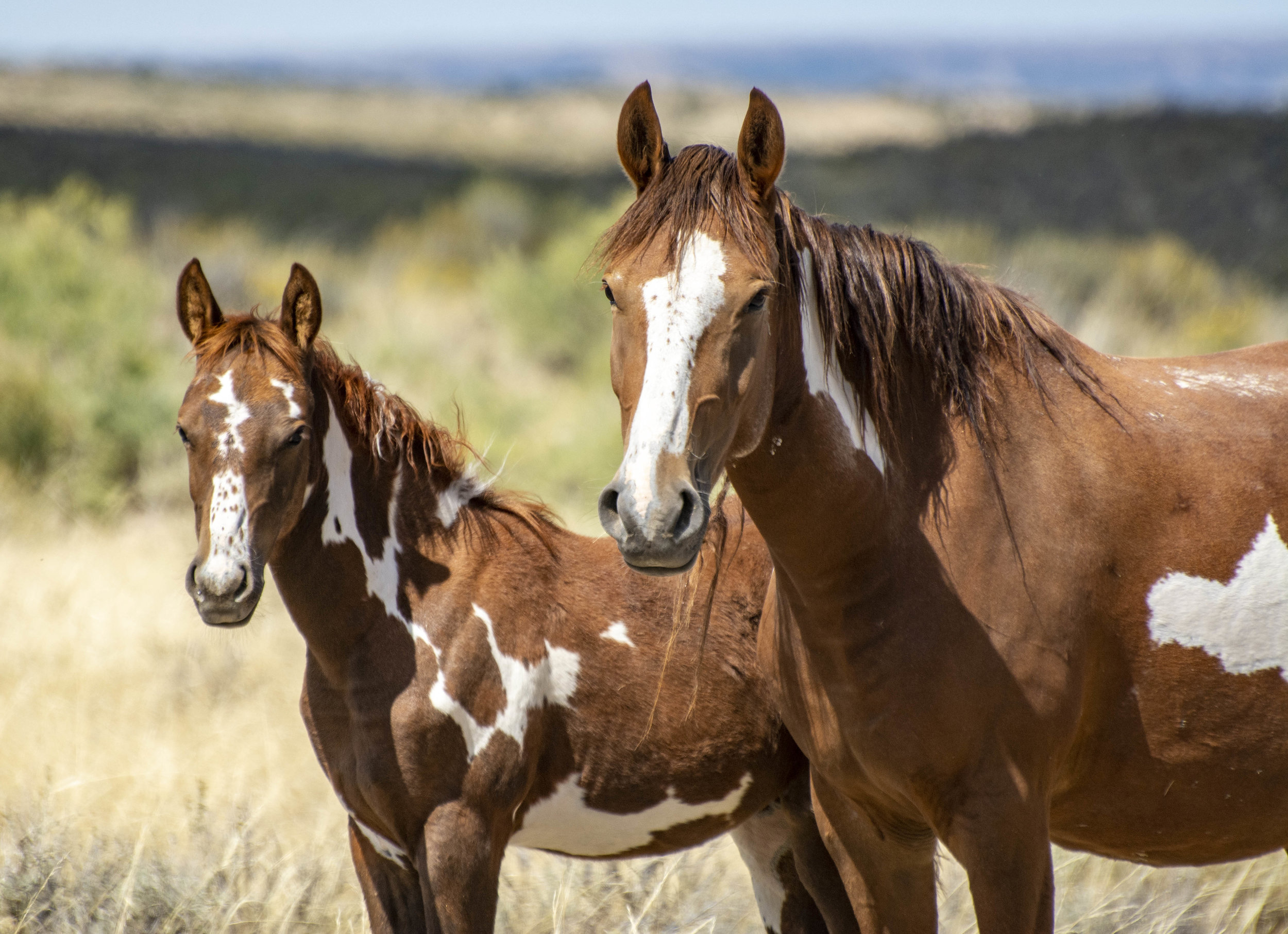 Veterinarians Stand Against Ovariectomy