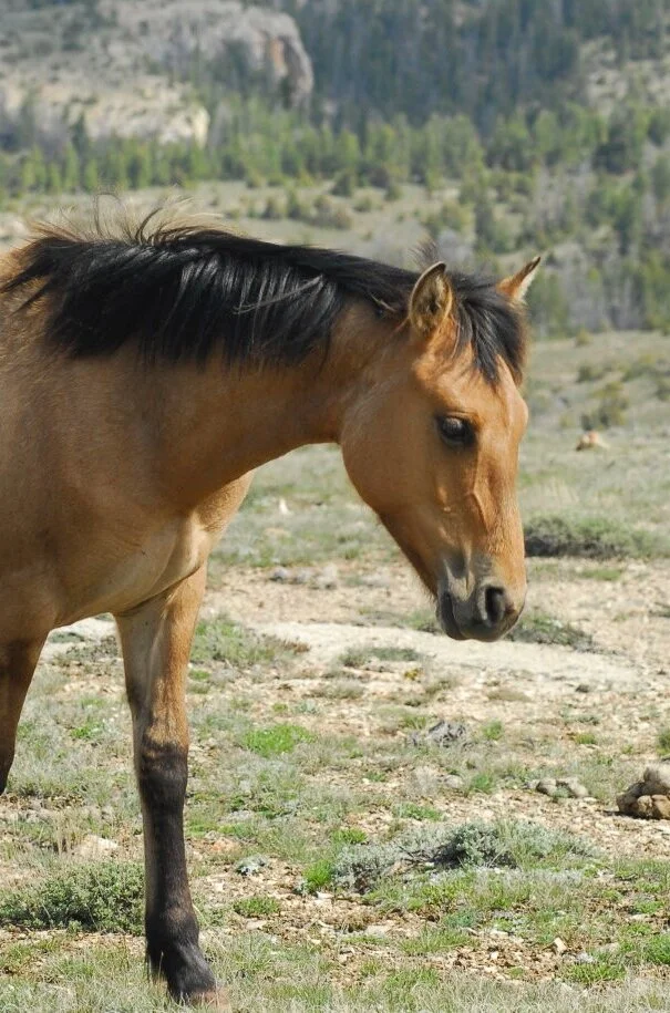 Kachina as a yearling