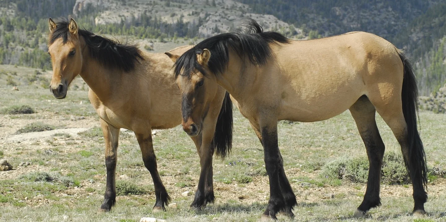 An Unexpected Rescue