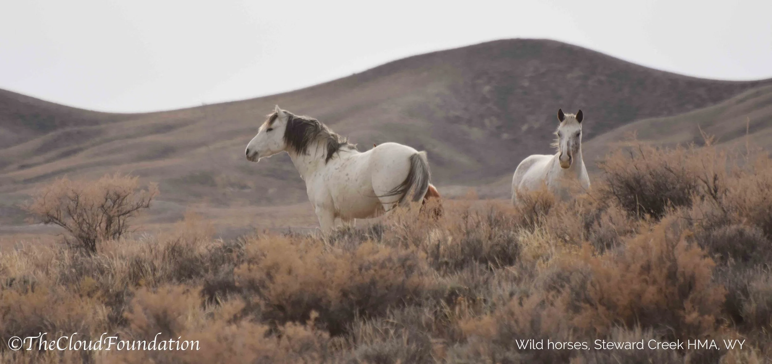 The President S 2021 Budget Killing The Wild In Our Wild Horses And Burros The Cloud Foundation