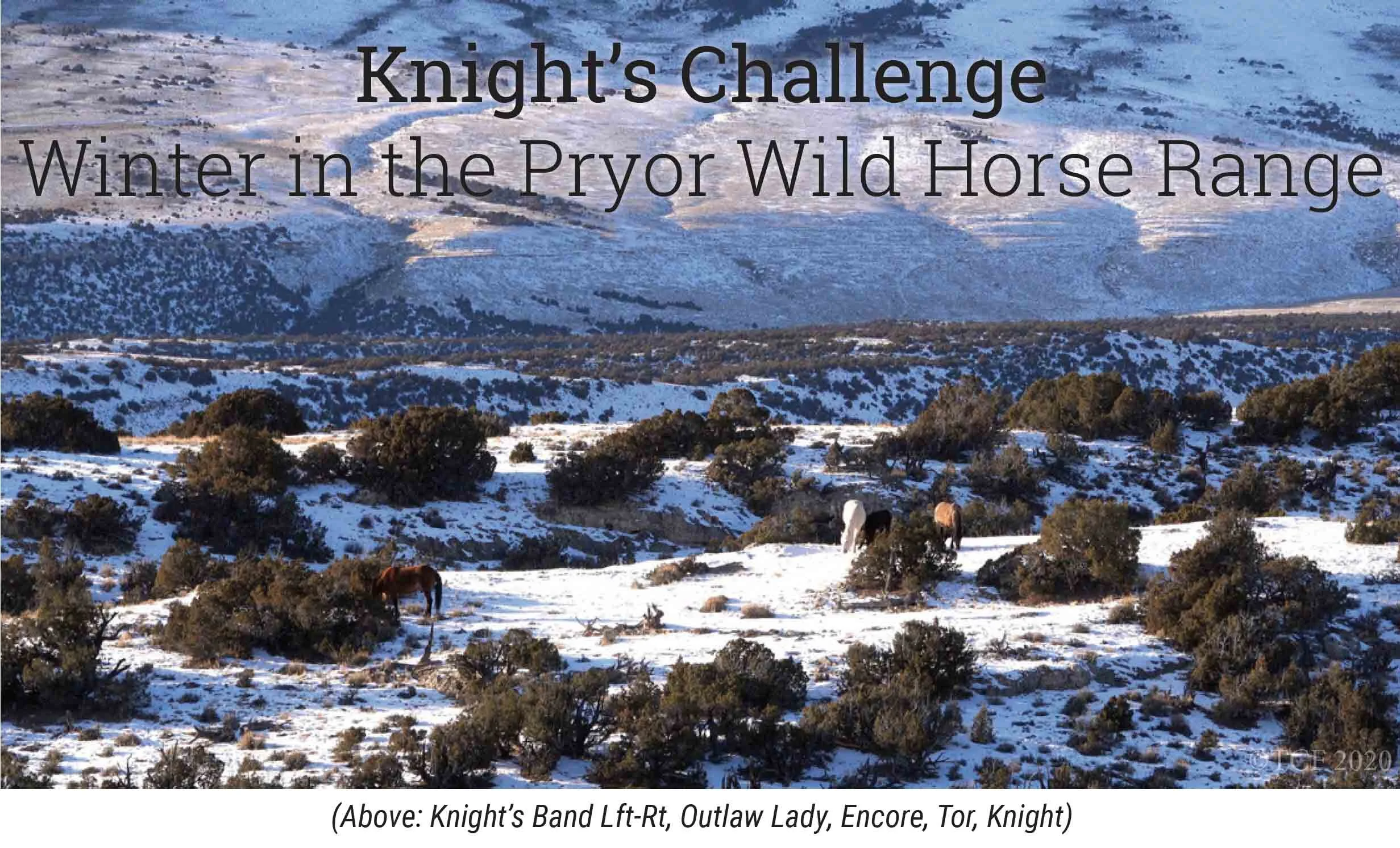 Knight's Challenge