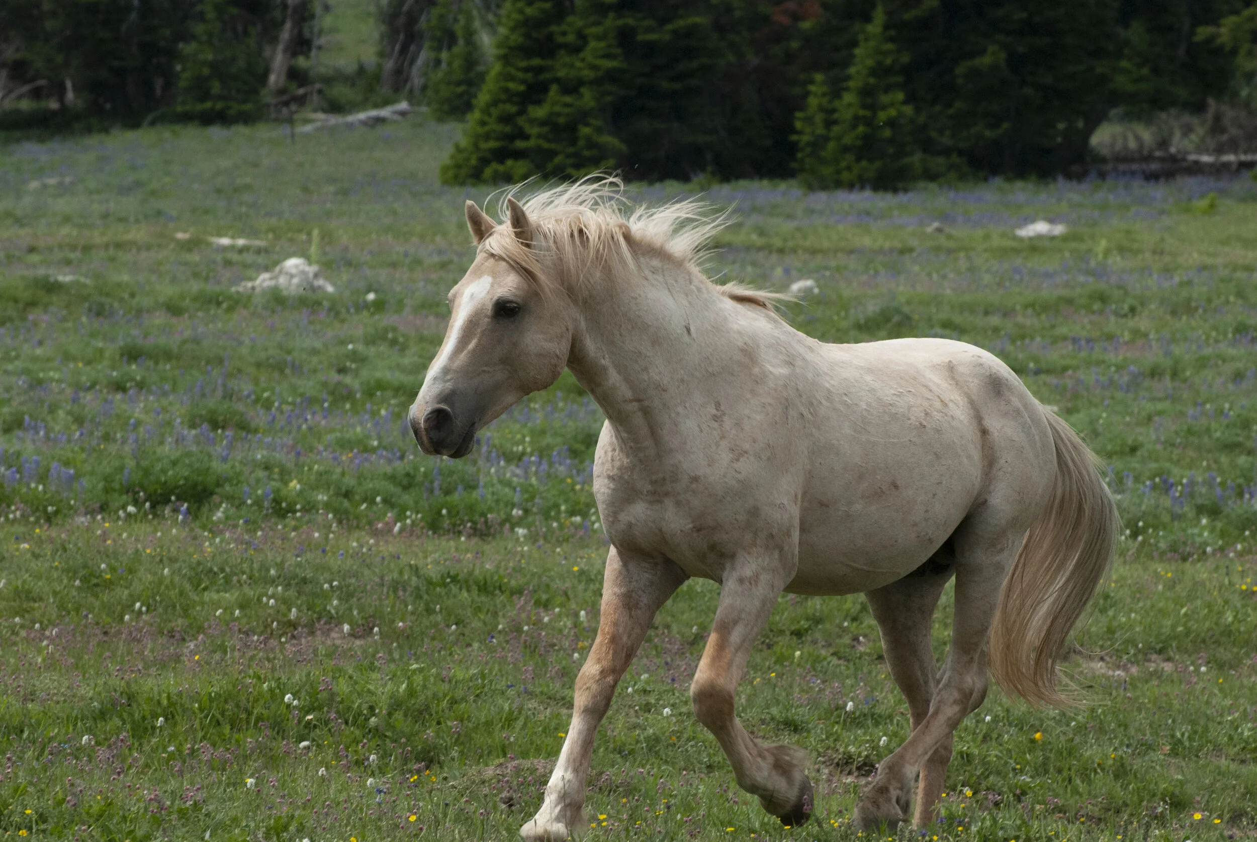 TCF Press Release: Kathrens v. Zinke - The Cloud Foundation Wins Reprieve for Pryor Wild Horses