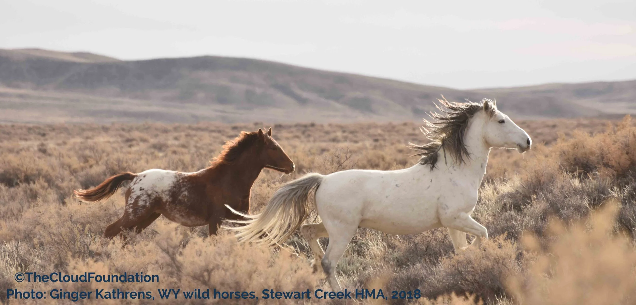 Weakening of NEPA Could Threaten Existence of Wild horses and Burros