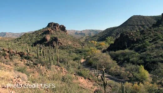 Tell USFS: Protect Salt River Wild Horses in Arizona's Tonto National Forest