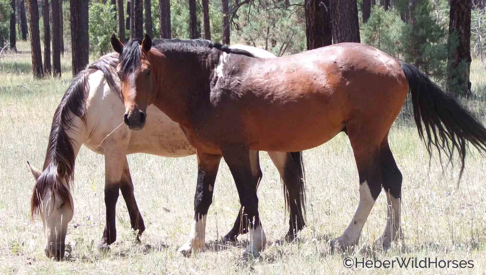 Help Arizona's Heber Wild Horses Get Their Fair Share!
