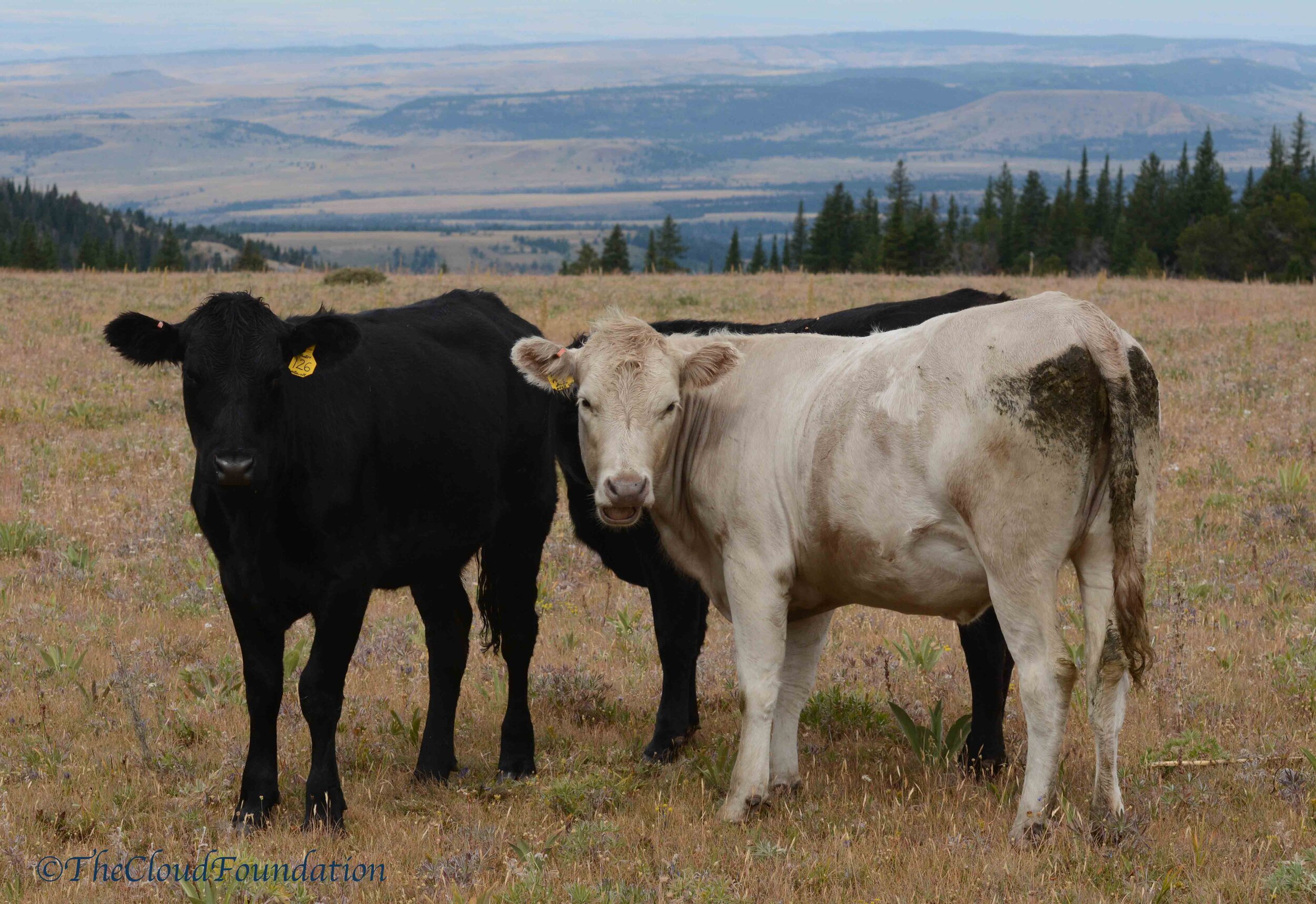 Urge BLM to End Rigged Grazing Regulations