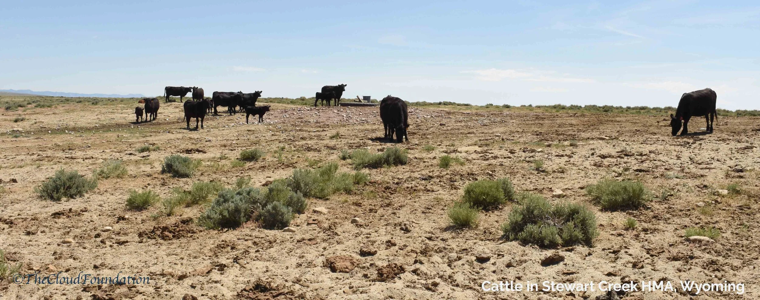 Support Voluntary Retirement of Livestock Grazing Permits