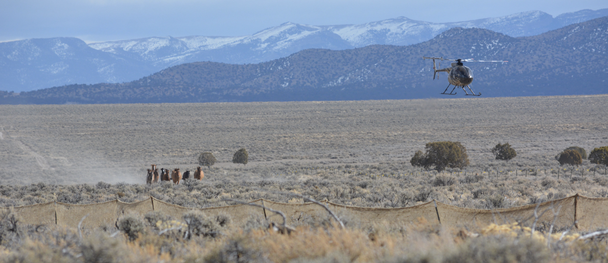 Help TCF Save Caliente