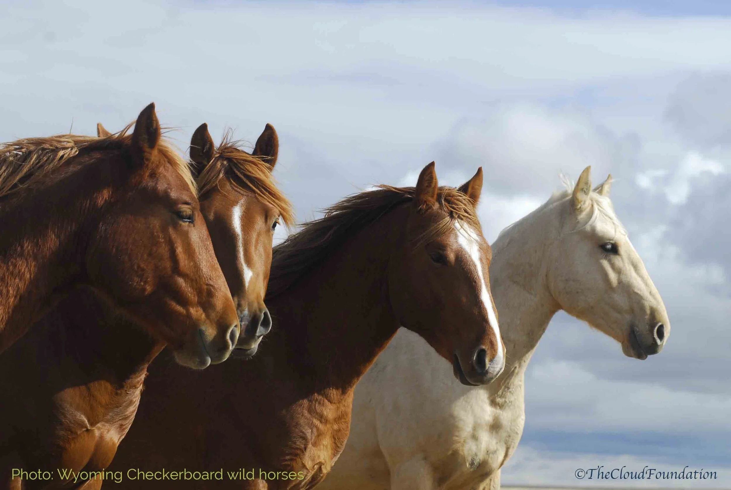Take Action to Save Wyoming's Wild Horses