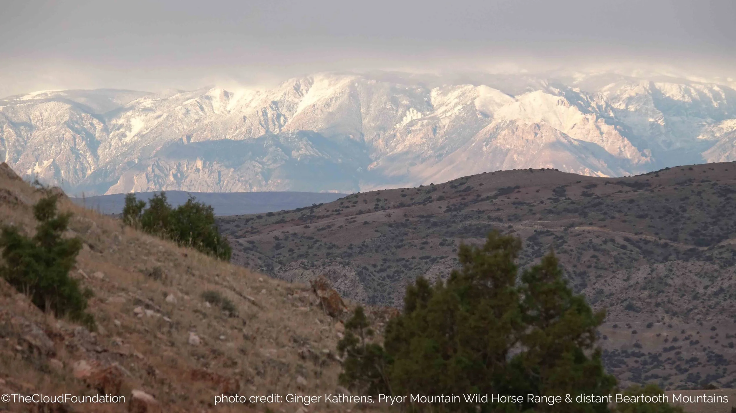 COVID19: Rewilding Our Relationship with the World