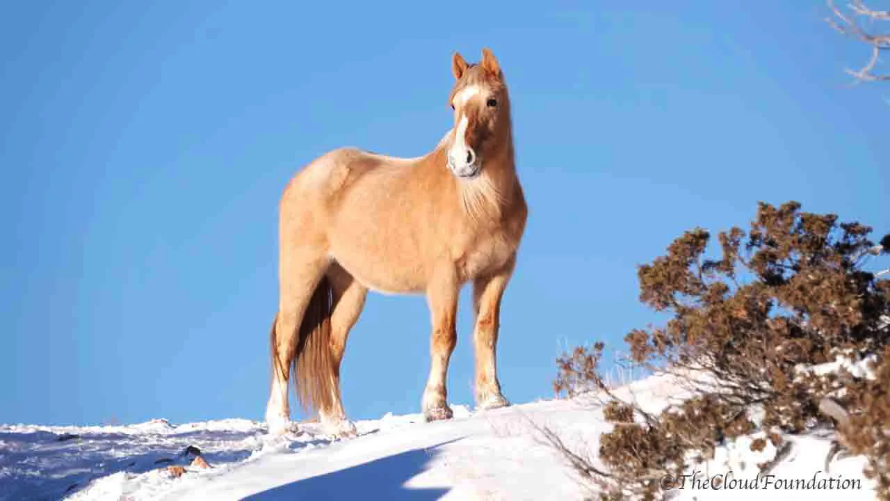 Speak Up For Cloud's Herd!