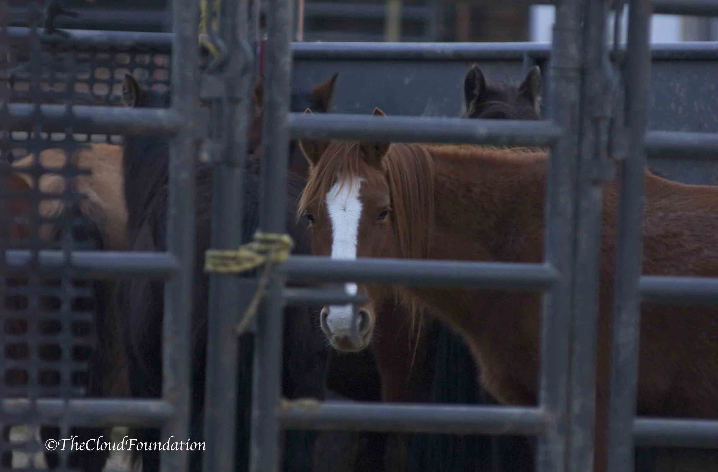 BLM’s BILLION-DOLLAR Wild Horse DISASTER Plan 