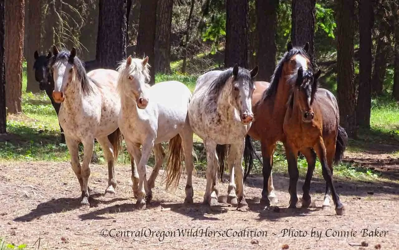 Say NO to USFS Assault on Oregon's Big Summit Wild Horses!