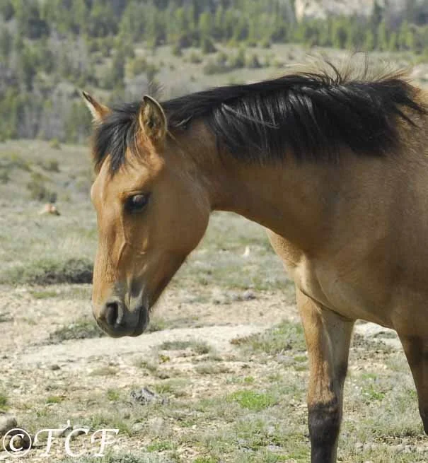 Rescue Update: Kachina Goes Home