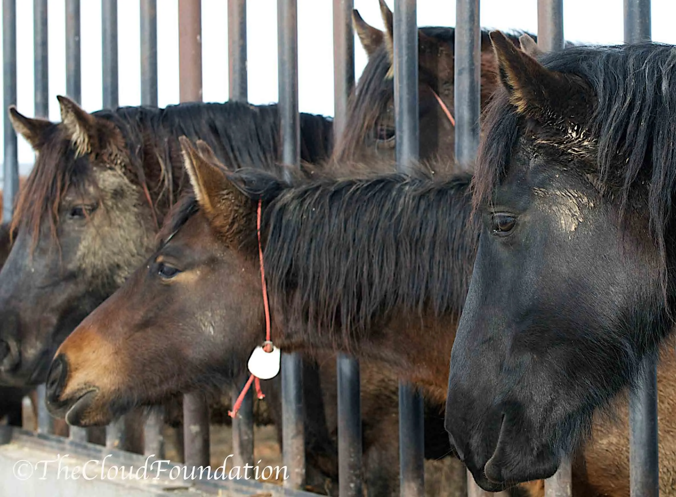 Congress: Don't Kill the WILD in our Wild Horses!