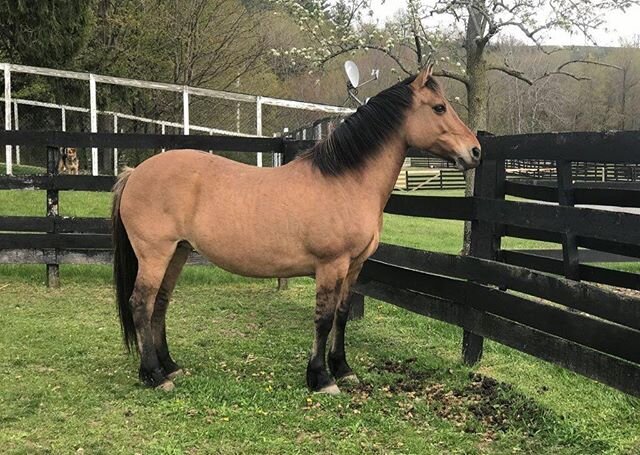 Help Support Wild Mustang Mare Kachina who now resides at @equineadvocates! &ldquo;As most of you already know, we welcomed our newest resident, Kachina, to the sanctuary on May 10, 2020. Kachina is a Wild American Mustang who was captured by the Bur