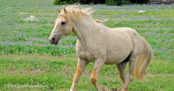 Today is a special day! On May 29th, 1995 a pale palomino colt tottered out of the woods right in front of filmmaker Ginger Kathrens' camera. The rest is history.

Ginger followed the colt, whom she named Cloud, through the seasons of his life. Cloud