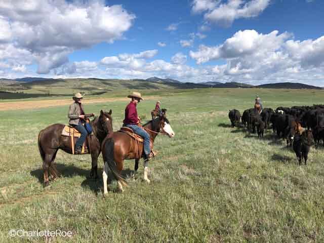 Piccolo’s First Drive