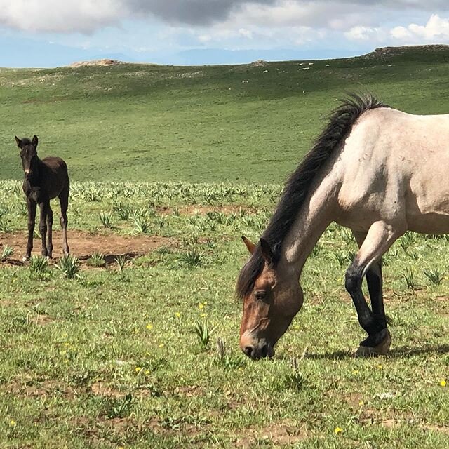 Say hello to the mare Pilar and her new foal Ukiah! It seems this pair has changed bands a bit but at this particular moment they were with the stallion Hamlet, Ukiah&rsquo;s father. *this photo is zoomed in, we were actually across the dirt road fro