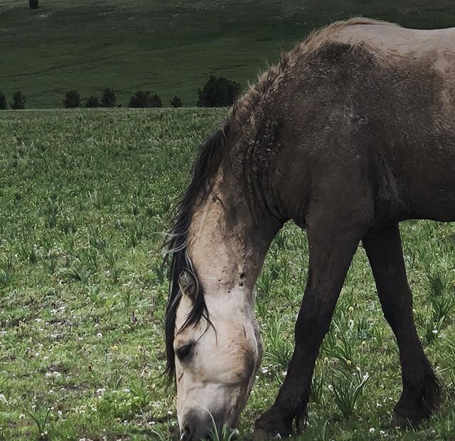 Mud baths are fun don&rsquo;t you know? Cloud&rsquo;s Pride has taken a dip. The flies were out already on the mountain this week and the mud helps. Prides also seems to have discovered some of his father&rsquo;s fighting spirit these last couple of 