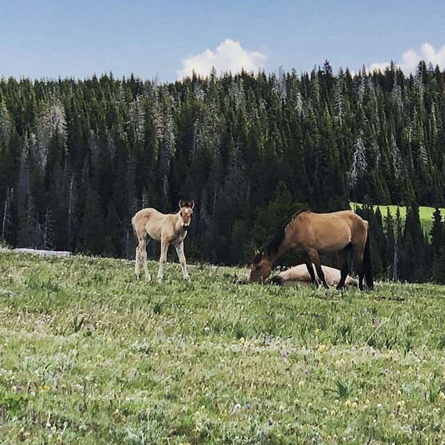 Happy Saturday from Morning Reverie and her beautiful filly Usha! 💚 #wildhorses #wild #wildlife #wildhorse #wildmustang #wildmustangs #pryormountains #pryormustangs #pryormountainwildhorses #pryormountainmustangs #inthewild #adventure #wildhoofbeats