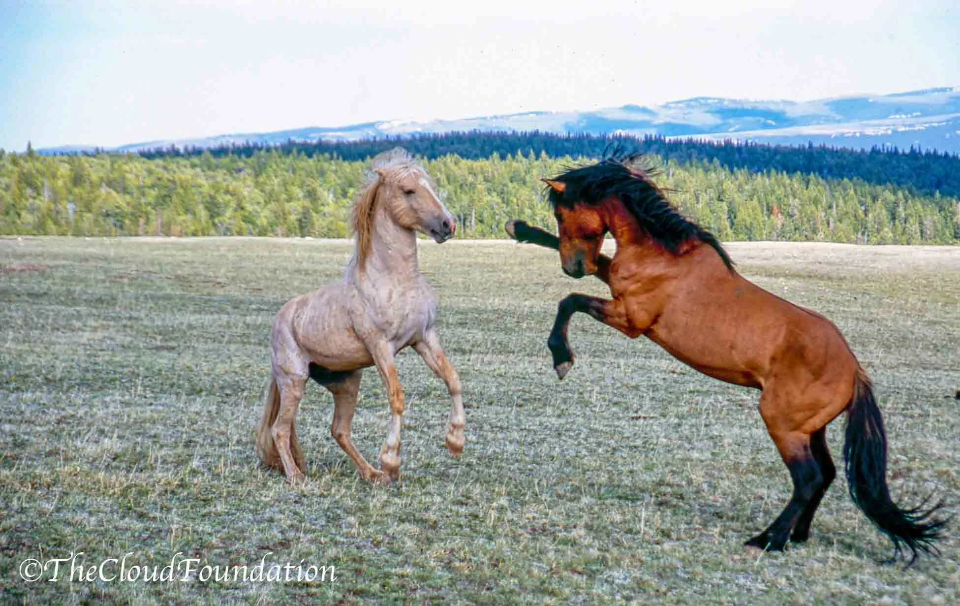 Don't Let BLM Kill The WILD in our Wild Horses!