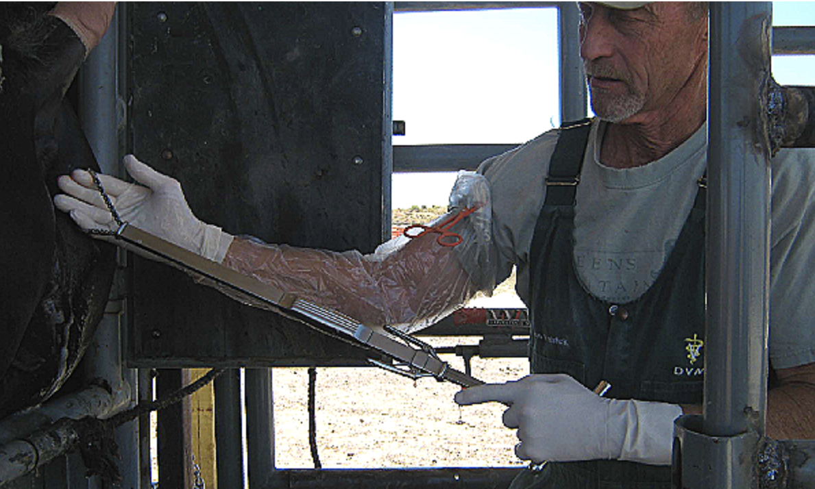 NO Barbaric Surgeries On Our Wild Mares!