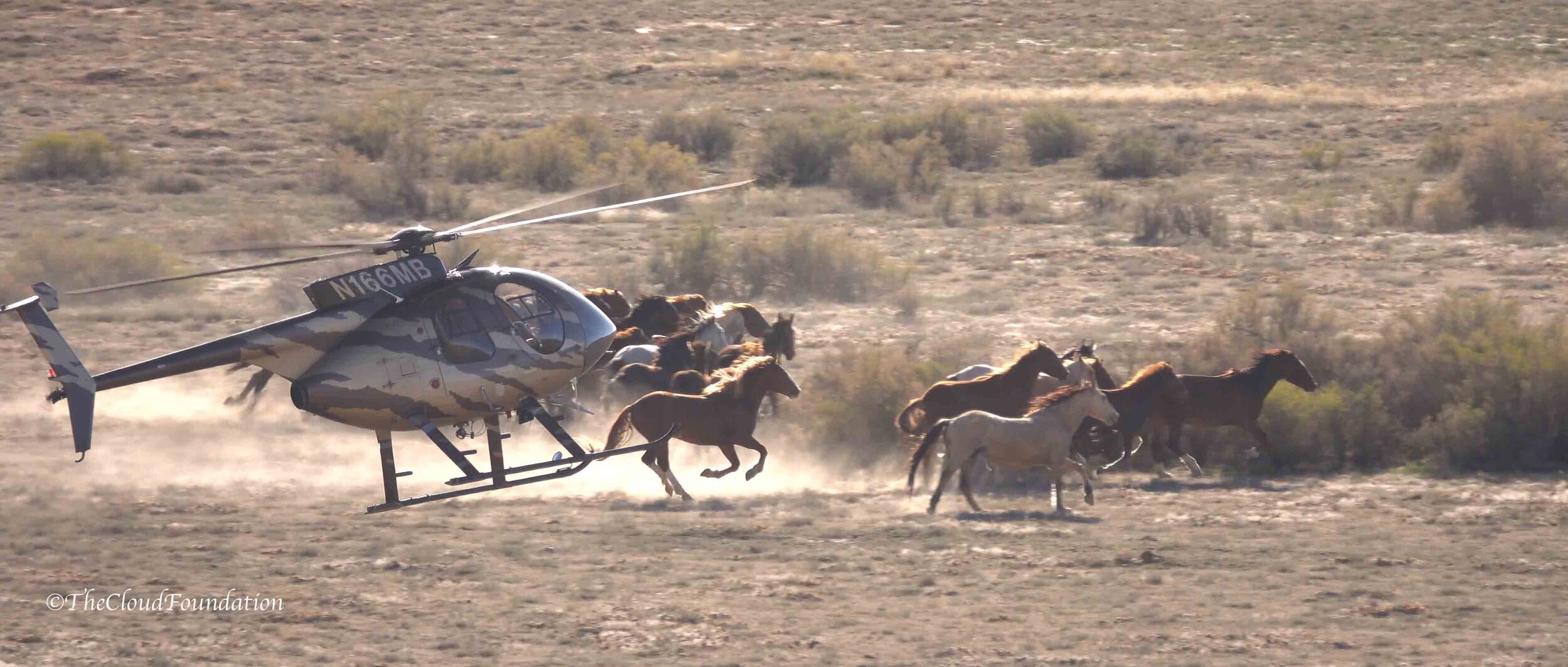 Urge The Senate To Rein In BLM Wild Horse And Burro Program