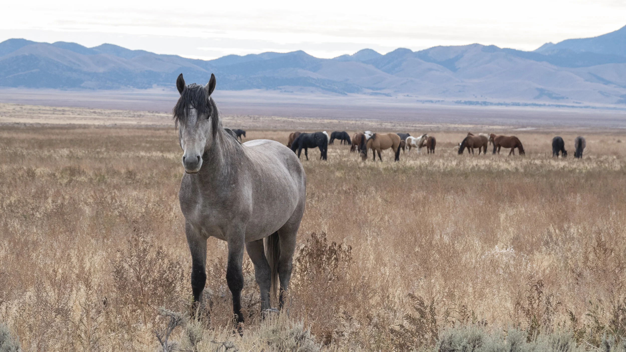 Oppose The BLM Elimination Plan for the Moriah Herd of Nevada!