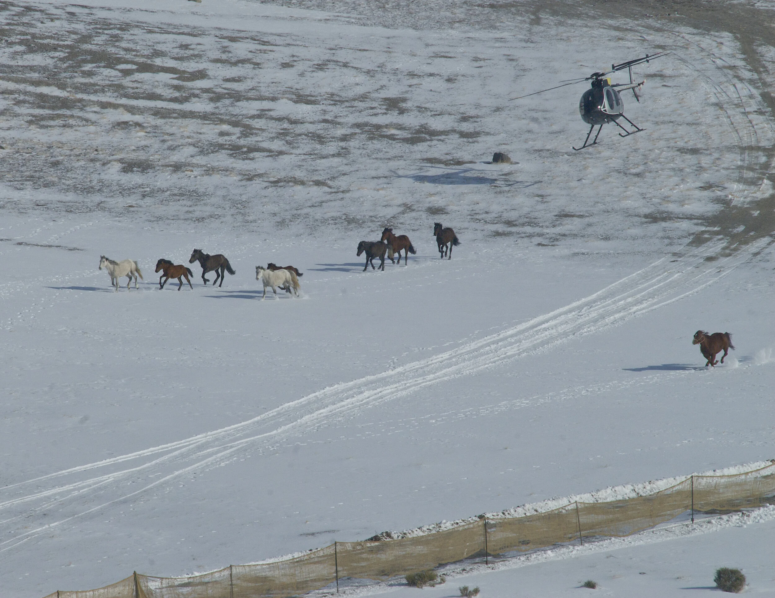 BLM's Nefarious, Brutal Plan For Wild Horses