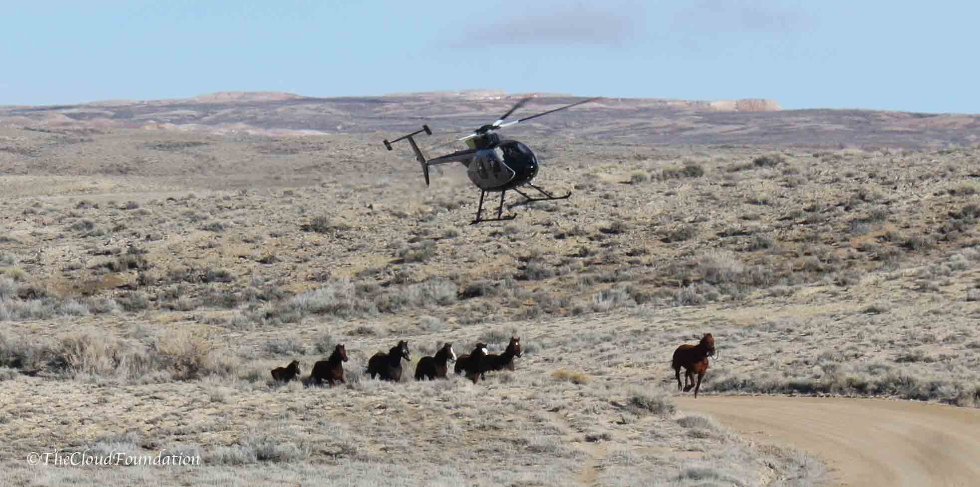 Speak Up For Humane Standards During Helicopter Roundups! 