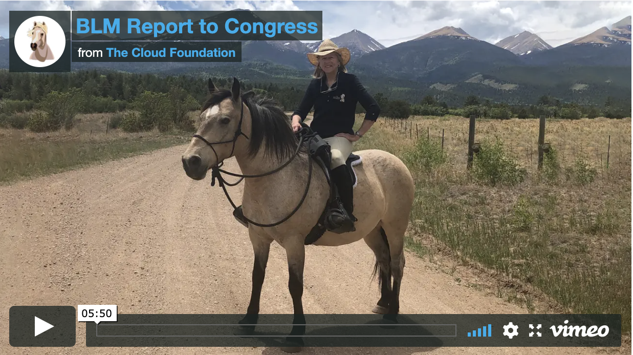 [Video] Ginger Speaks Out About BLM's Wild Horse Disaster Plan